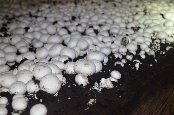 Бизнес-идеи по выращиванию грибов